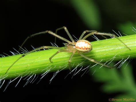 Cobweb Spider E Ovata North American Insects And Spiders