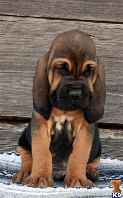 Bloodhoundpuppy 1 580×937 Cute Animals Bloodhound Puppies