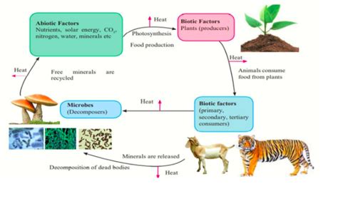 Interactions Between Living Things And Their Environm