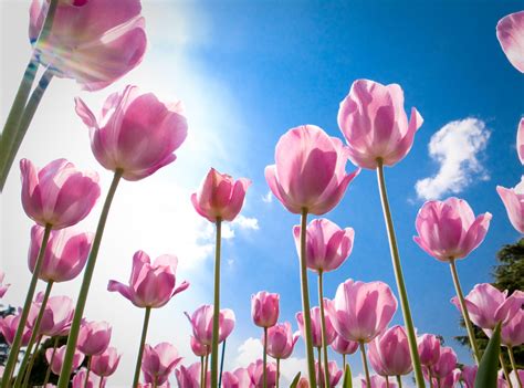Wallpaper Flowers Sky Tulips Clouds Sun Blossom Pink Spring