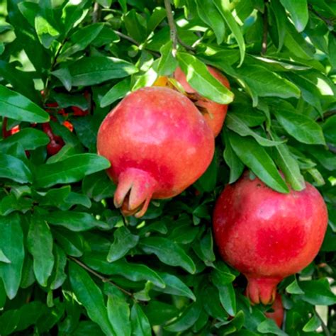 Anar Pomegranate Farmseller