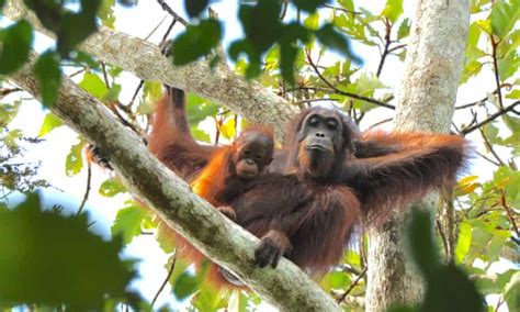 Dramatic Decline In Borneos Orangutan Population As 150000 Lost In 16