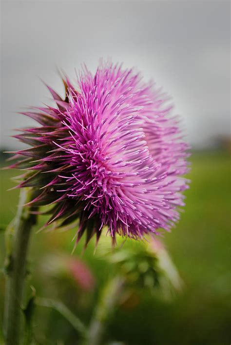 Musk Thistle Photograph By Ken Rutledge