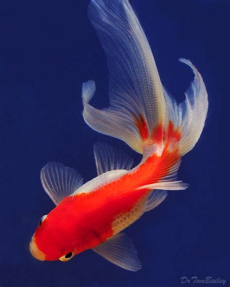 A Red And White Fantail Goldfish To See More Click On