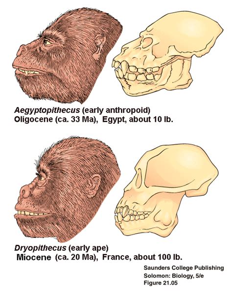 Lecture 13 Human Evolution