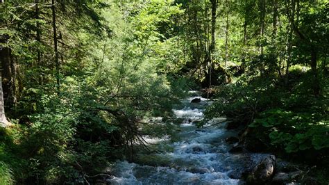 River Water Stream Between Green Plants Bushes Trees Forest Background