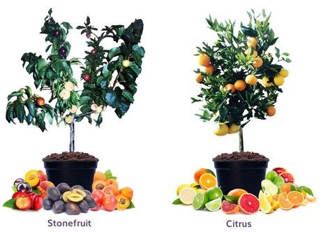 We did not find results for: "Fruit Salad" trees with six varieties per tree now sold ...