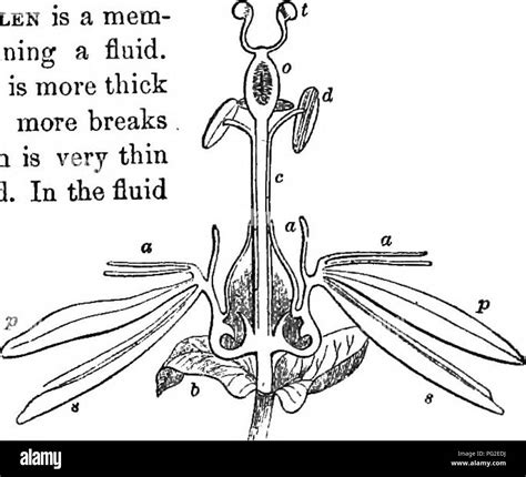 libro de clase de botánica contornos de la estructura fisiología y clasificación de las