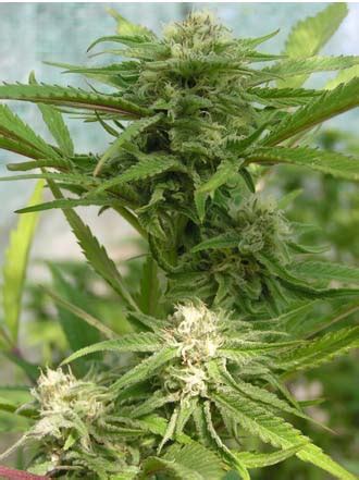 Bestial Skunk from Élite Seeds | strains.io | cannabis marijuana strain
