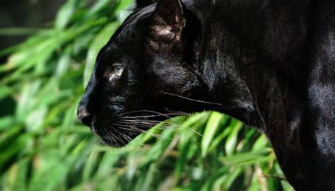 Check spelling or type a new query. 40 Interesting Panthers Facts - Serious Facts