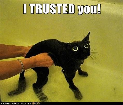 You Betrayed Meeee Lolcats Lol Cat Memes Funny Cats Funny