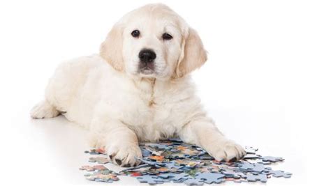 10 Brain Games To Play With Your Dog Nature Tire Out And Dog Training