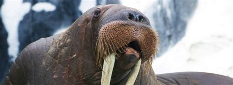 all about the walrus seaworld parks and entertainment