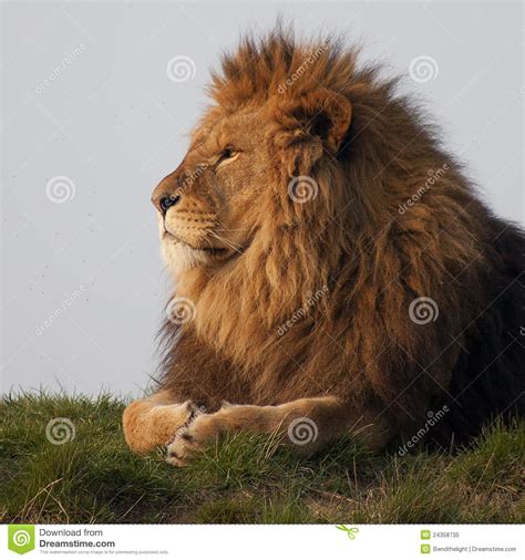 Majestic Lion Stock Image Image Of King Mane Pride