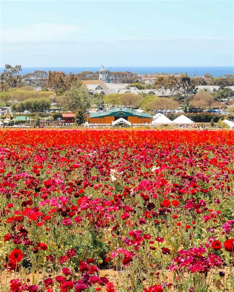 Its Time To Visit The Flower Fields In Carlsbad Visit With Kids