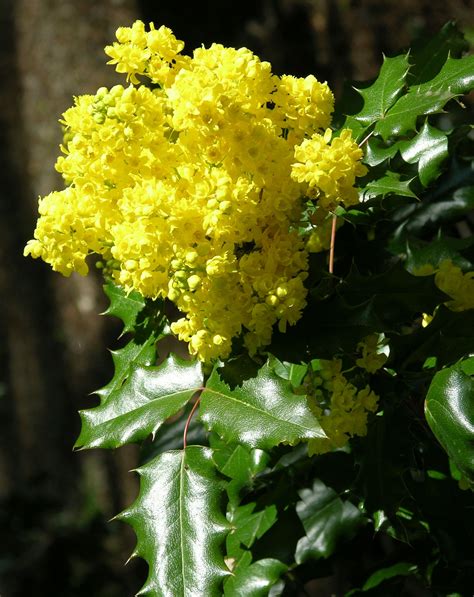 The Yellow Flowers Are Blooming On The Tree
