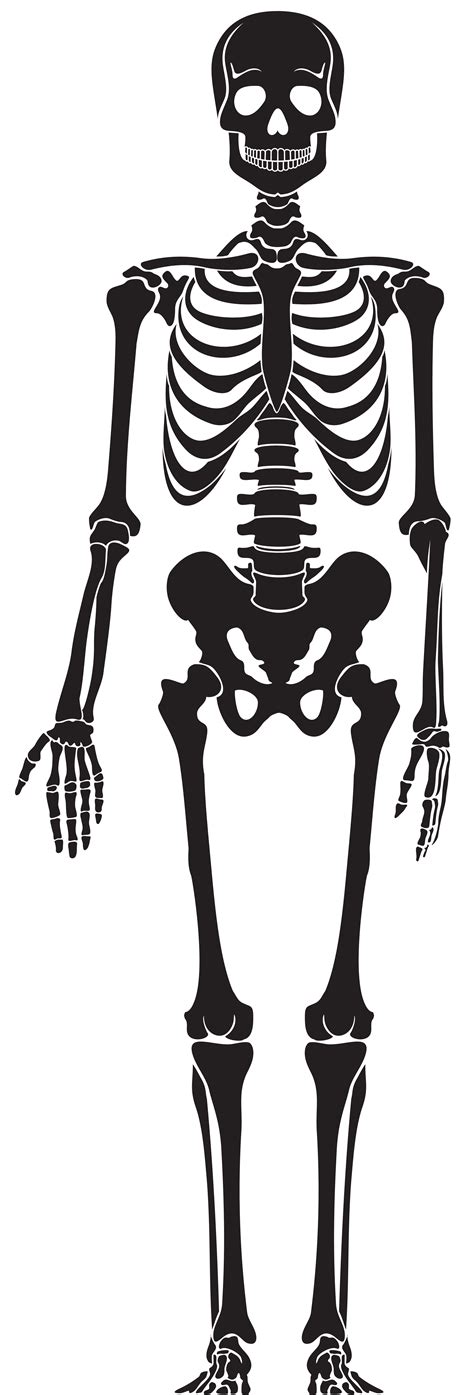 Free Skeleton Art Download Free Skeleton Art Png Images Free Cliparts