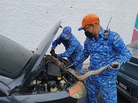 Aug 07, 2017 · 2.0 daya dan gerakan 1. Jumpa ular sawa dalam enjin kereta - Kosmo Digital