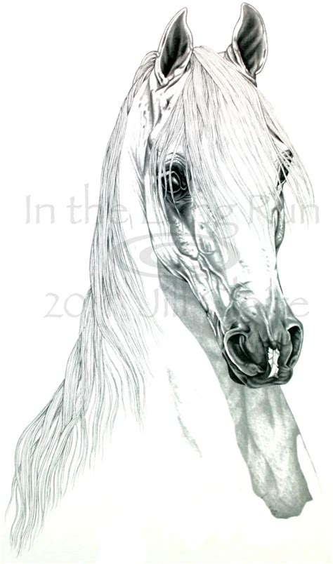 Arabian Horse Art Graphite Portrait Print Jill Claire Original Etsy