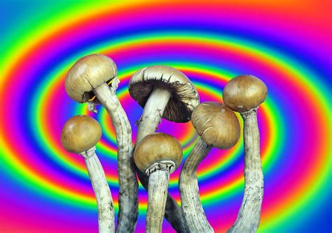 Magic Mushrooms Photograph By Martin Bondscience Photo Library