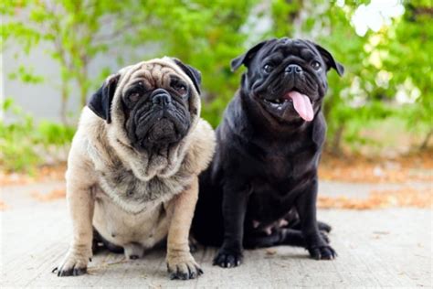 Raza De Perro Pug Información Completa Y Consejos