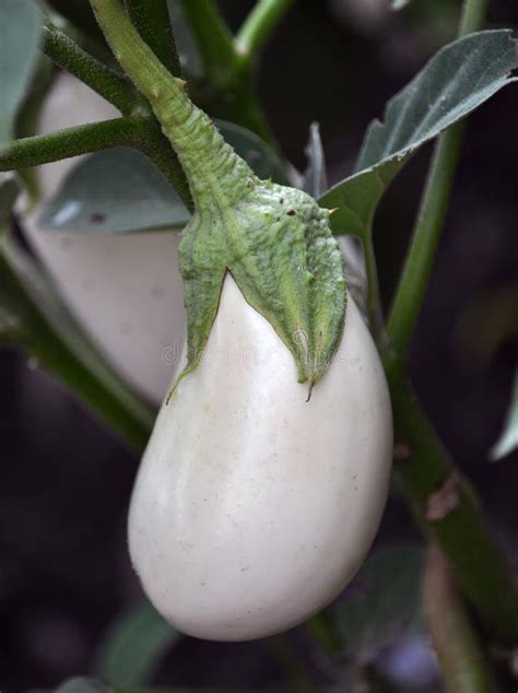 In Fruit Bushes Eggplant White2 Stock Image Image Of White