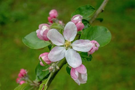 Apple Blossom Bloom Free Photo On Pixabay