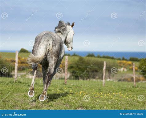 Grey Horse Galloping Across A Green Meadow Stock Image Image Of