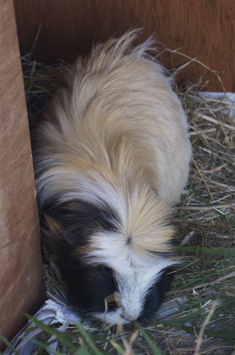 Crested For Sale Guinea Pigs Breed Information Omlet