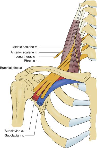 Thoracic Outlet Syndrome Musculoskeletal Key