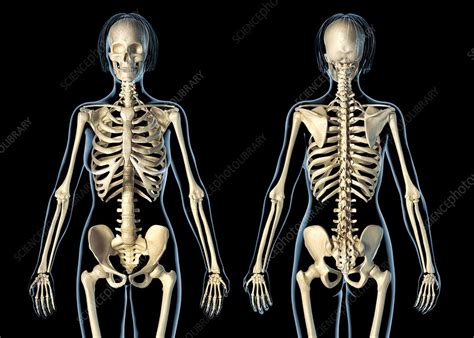Female Skeleton Illustration Stock Image F0251055 Science Photo