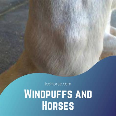 Windpuffs And Horses Mackinnon Products