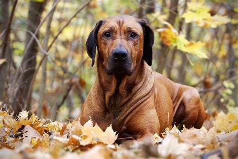 See more ideas about dog breeds, breeds, dogs. 12 Best Guard Dog Breeds For Protection | HiConsumption