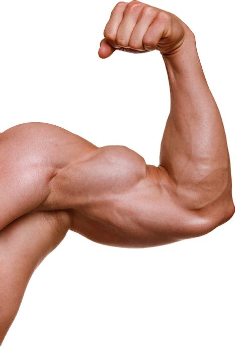 Muscle Arm Clipart Biceps Arm Bicep Pngsumo Pngio Webstockreview
