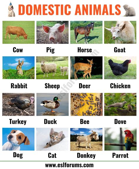 Farm Animals List Of 15 Popular Farm Domestic Animals In English