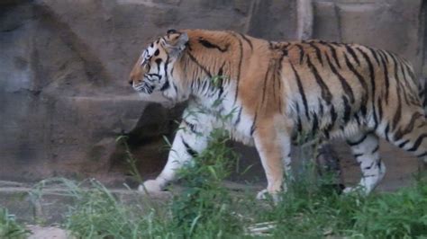 Tiger At Riverbanks Zoo Youtube