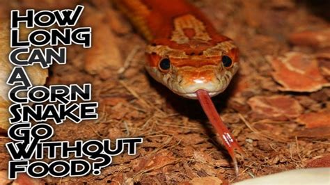 Mice receive water from the food they eat so they can survive without the source of it for several days for sure. How long can a corn snake go without eating? https://www ...