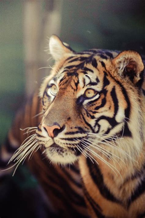 Tigermy Favorite Animal I Was Born In The Year Of The Tiger A