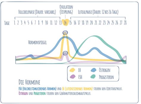 Bei fruchtbaren mädchen und frauen, also etwa im alter von 12 bis 45 jahren, erfolgt 13 bis 15 tage vor der zu erwartenden regelblutung der eisprung (ovulation). 17 Best Pictures Wann Ist Der Eisprung Genau / Fruchtbare ...