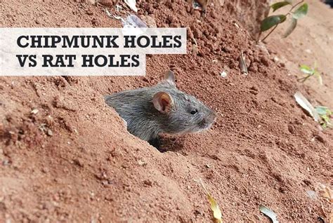 Chipmunk Holes Vs Rat Holes What The Differences Are
