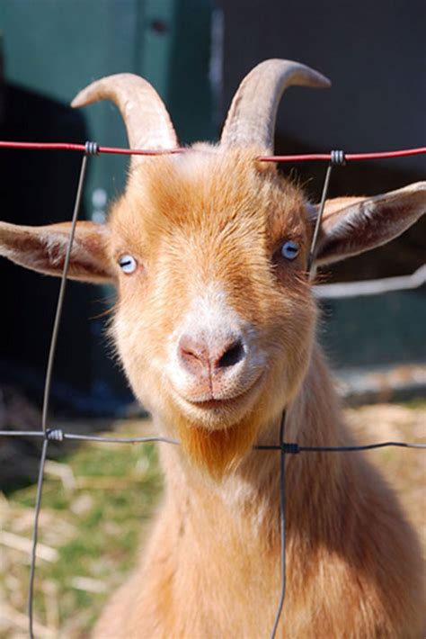 Whether you're an animal lover or not, you'll find these funny animal pictures hilarious, and the fact that these photos are helping to conserve wildlife across the globe should make your smile even bigger. Smiling Animals - 1Funny.com