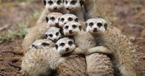 Cute Meerkats Keep Warm In The Cold With A Group Cuddle Mirror Online