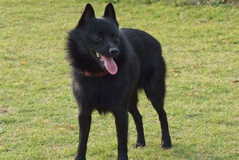 34 Best Black Dog Breeds Small Medium And Big Black Dogs
