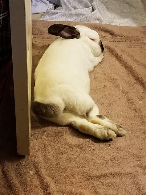 Bunny Butt Friday 🍑 Rabbits