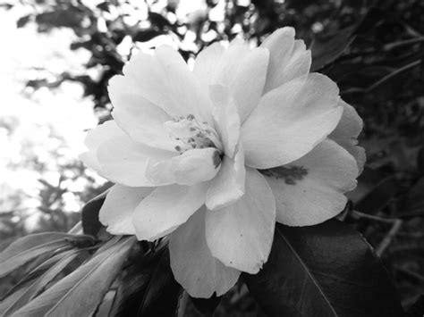 White Petals Photograph By Jessica Coyle Fine Art America