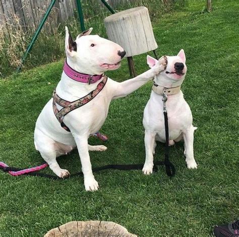 The bull terrier has a long, strong and deep face right to the end of its muzzle. 14 Facts To Prove That Bull Terriers Are The Worst Dogs In ...
