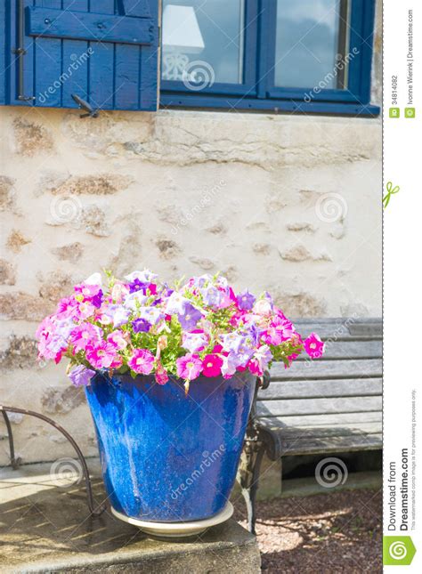 Colorful Flowers In Blue Pot Stock Photo Image Of