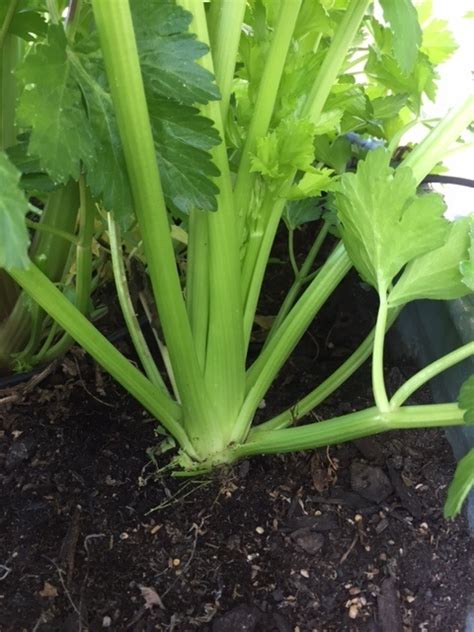 Vegetables Uc Master Gardeners Diggin It In Slo Anr Blogs