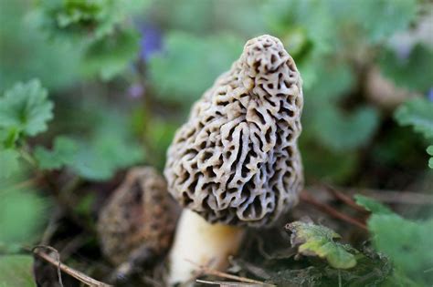 Top Secret Tips On How To Find Morel Mushrooms Stuffed Mushrooms
