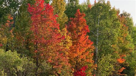 Fall colors emerge just in time for the start of autumn | MPR News